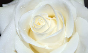 Bestattungen Pfaffinger Mendig Andernach Kell Kruft Abschied Trauer Trauerfloristik Rose weiss