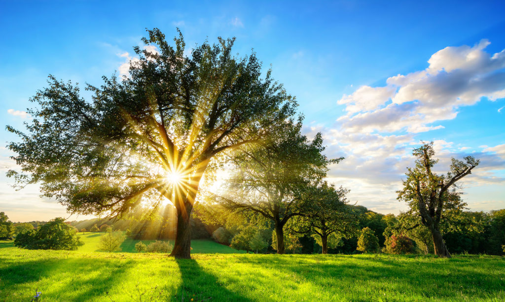 Ausladender Baum auf einer Wiese, durch dessen Äste die Sonne scheint, als Symbol für Baumbestattungen